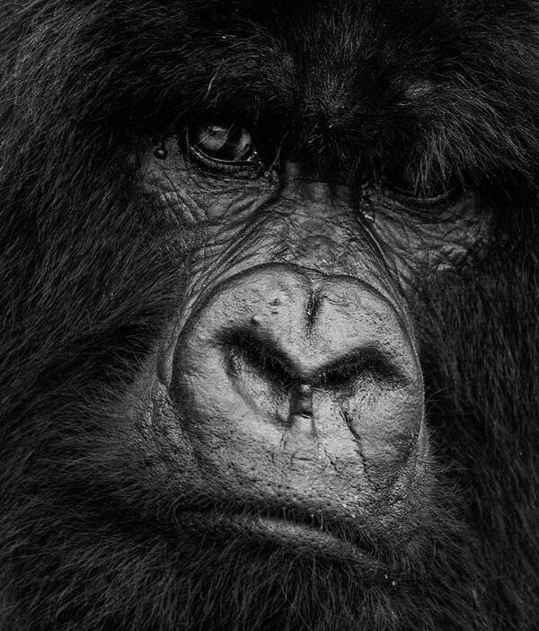 Mountain Gorilla Poster featuring the photograph Silverback Glare by Max Waugh