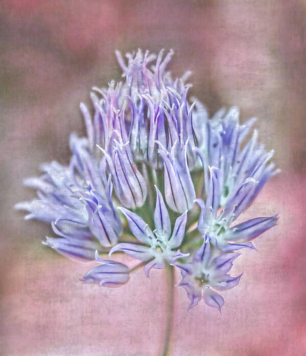 Flower Poster featuring the photograph Simple Pleasures by Sally Bauer