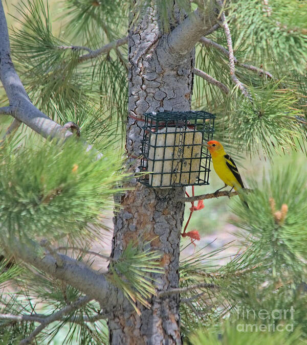 Tanager Poster featuring the photograph Western Tanager Feeding by Kae Cheatham