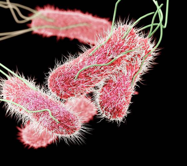 drug resistant salmonella bacteria cdc melissa brower