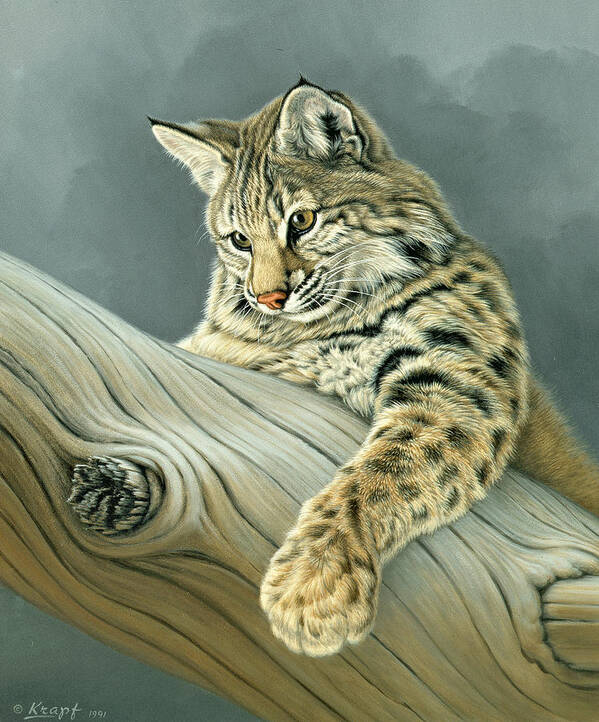 Wildlife Poster featuring the painting Curiosity - young bobcat by Paul Krapf