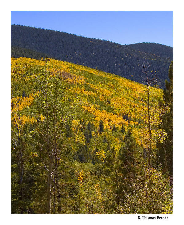  Poster featuring the photograph Aspen Vista by R Thomas Berner