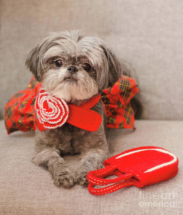 Dog Photography Poster featuring the photograph Scarlett and Red Purse by Irina ArchAngelSkaya
