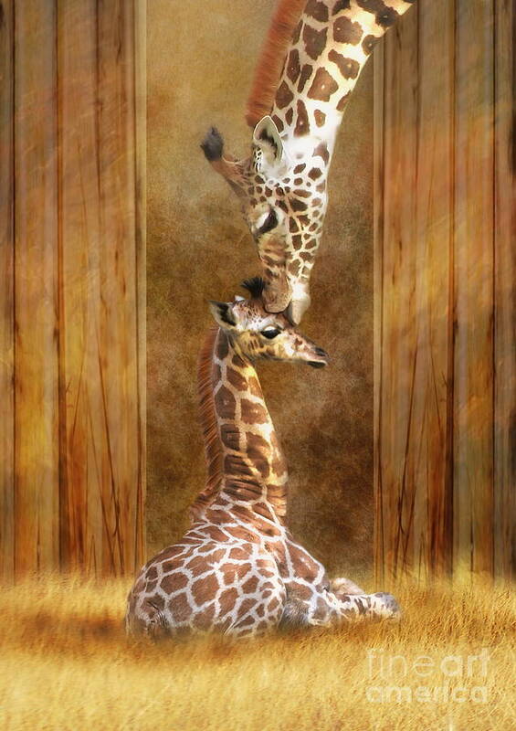Giraffe Poster featuring the digital art Love ...... by Trudi Simmonds