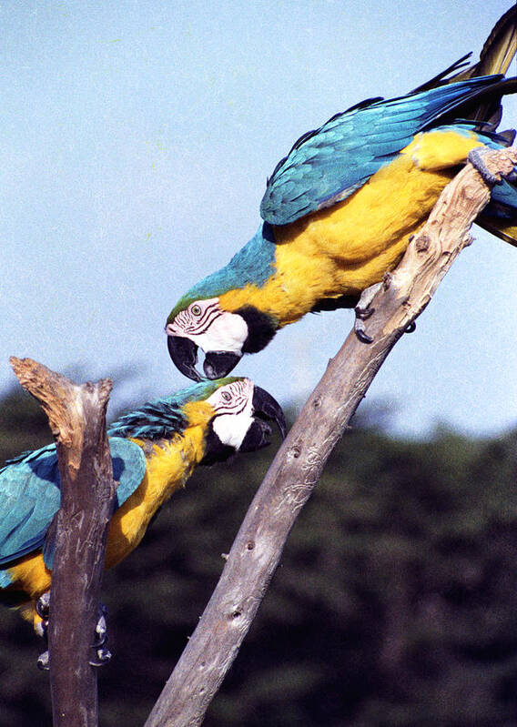 Tropical Parrots Poster featuring the photograph Tropical Parrots in Love by Daniel Larsen