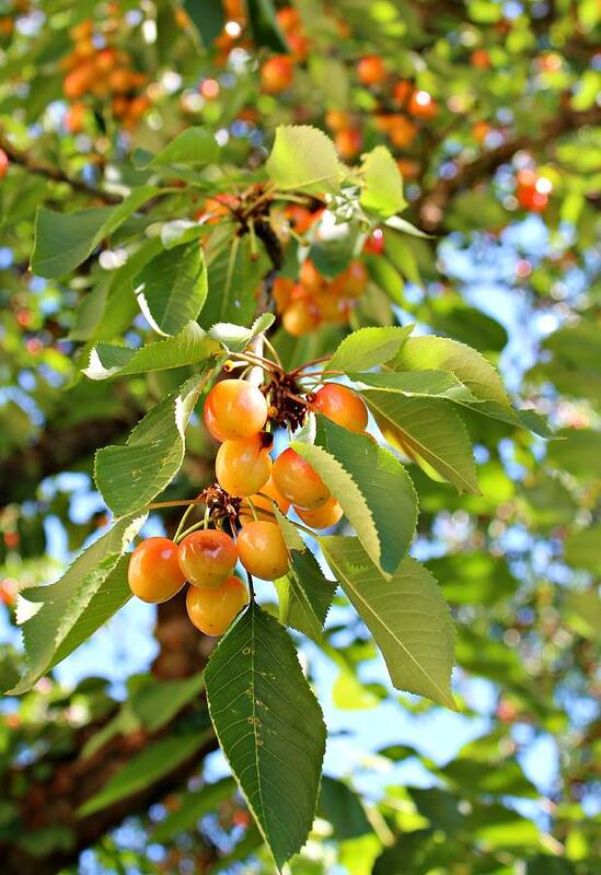 Cherry Poster featuring the photograph Rainier Cherries by Jo Sheehan