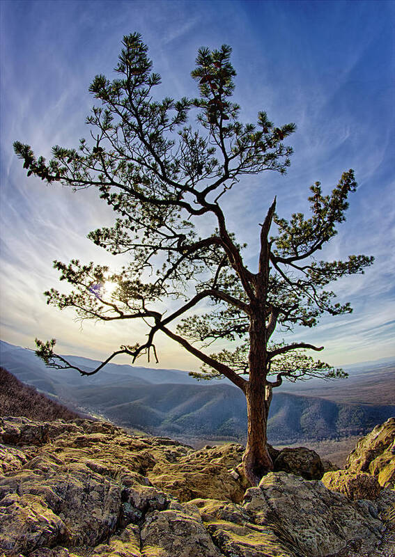 Mountains Poster featuring the photograph Tree and Rocks in the Blue Ridge Near Sunset by Dan Carmichael