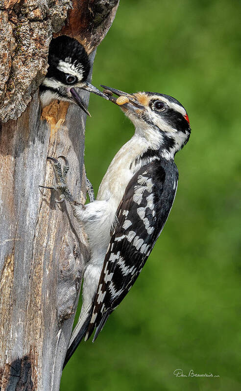 Woodpecker Poster featuring the photograph Hairy Woodpecker Feeding Chick 5011 by Dan Beauvais