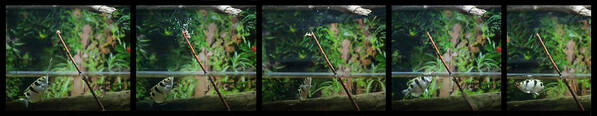 Archer Fish Poster featuring the photograph Archer fish preying on crickets by Dan Friend