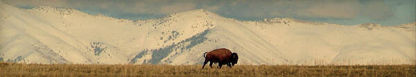 Bison Poster featuring the photograph Domain.. by Al Swasey