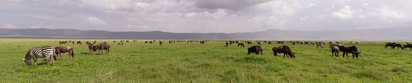 Africa Poster featuring the photograph Wildebeest and zebra in panorama, Ngorongoro Crater, Tanzania by Karen Foley