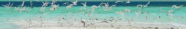 Scenics Poster featuring the photograph Flock Of Seagulls By Azure Beach by Christopher Leggett