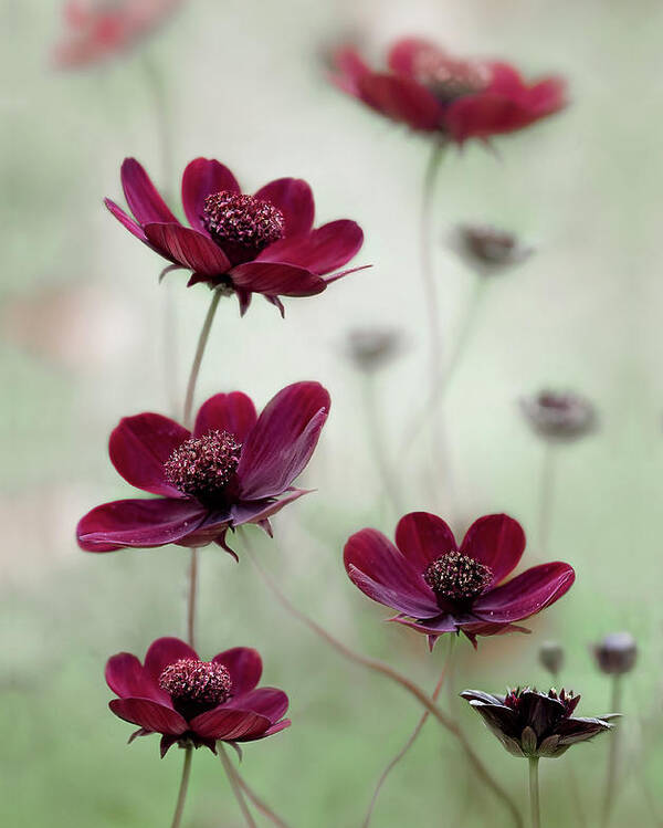 Cosmos Poster featuring the photograph Cosmos Sway by Mandy Disher