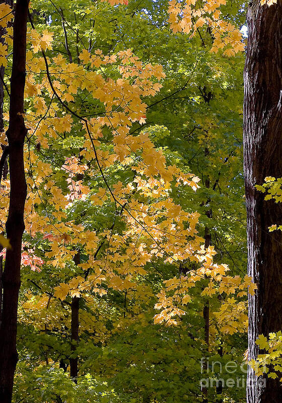 Autumn Poster featuring the photograph Fall Maples by Steven Ralser
