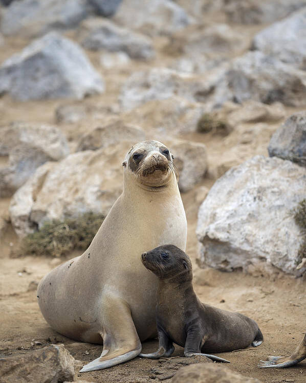 Tui De Roy Poster featuring the photograph Galapagos Sea Lion And Pup Champion by Tui De Roy