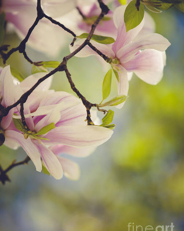 Magnolia Poster featuring the photograph Magnolia Flowers by Nailia Schwarz