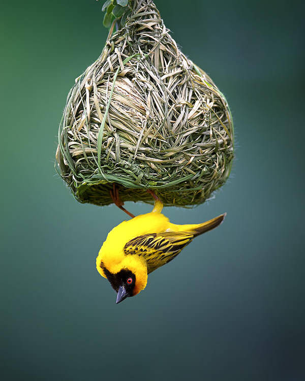 Africa Poster featuring the photograph Masked weaver at nest by Johan Swanepoel