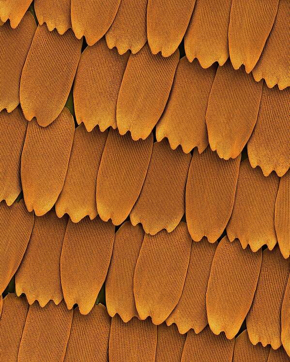 99773a Poster featuring the photograph Monarch Butterfly Wing Scales by Dennis Kunkel Microscopy/science Photo Library