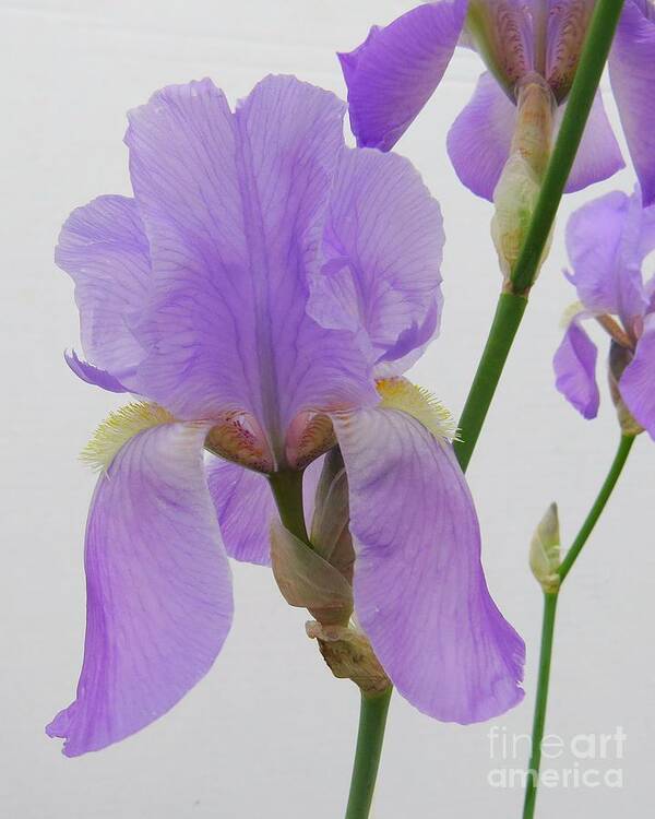 Irises Poster featuring the photograph Natures Beauty #2 by Scott Cameron
