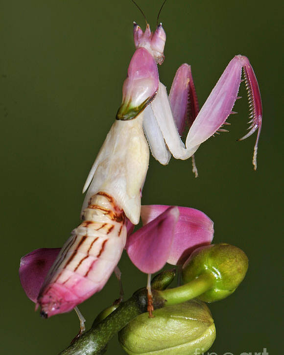 Orchid Mantis Poster By Francesco Tomasinelli,Red Fox Pet Price