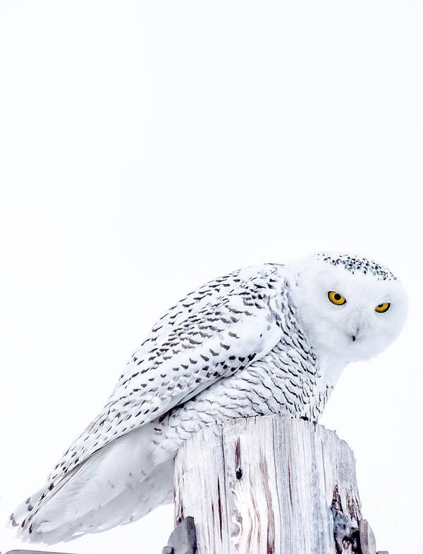Snowy Poster featuring the photograph Piercing Eyes by Cheryl Baxter