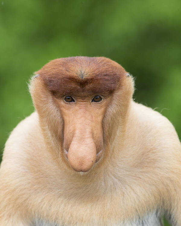 Suzi Eszterhas Poster featuring the photograph Proboscis Monkey Dominant Male Sabah by Suzi Eszterhas
