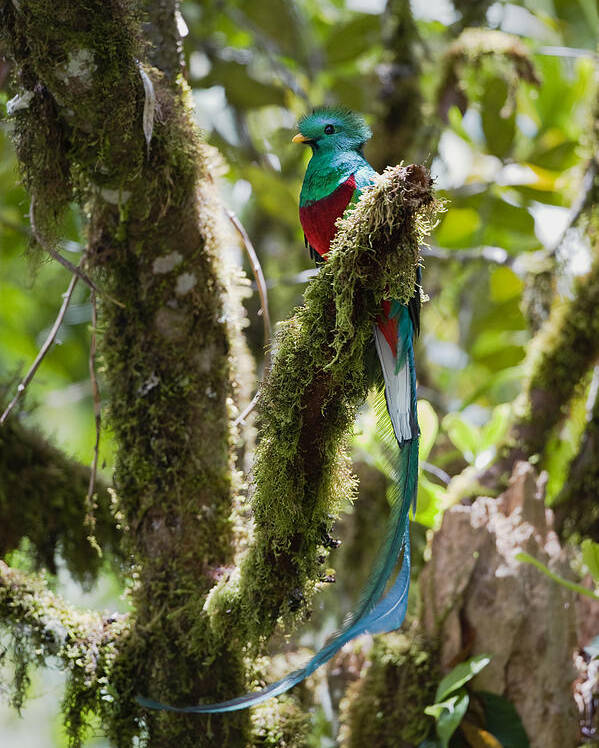 Feb0514 Poster featuring the photograph Resplendent Quetzal Male Costa Rica by Konrad Wothe