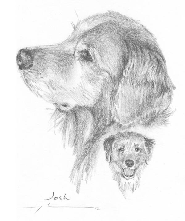<a Href=http://miketheuer.com Target =_blank>www.miketheuer.com</a> Retriever Dog Pencil Portrait Poster featuring the drawing Retriever Dog Pencil Portrait by Mike Theuer