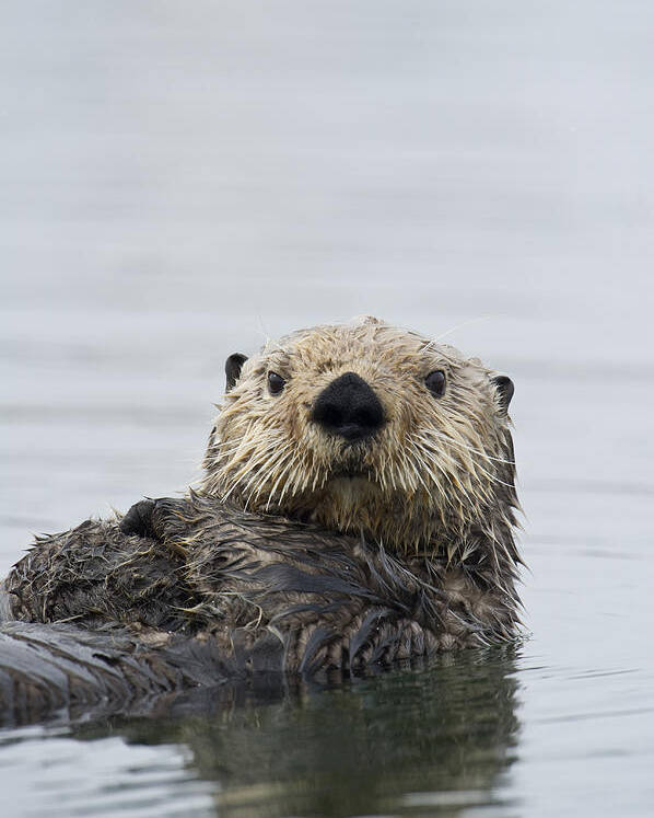 Michael Quinton Poster featuring the photograph Sea Otter Alaska by Michael Quinton