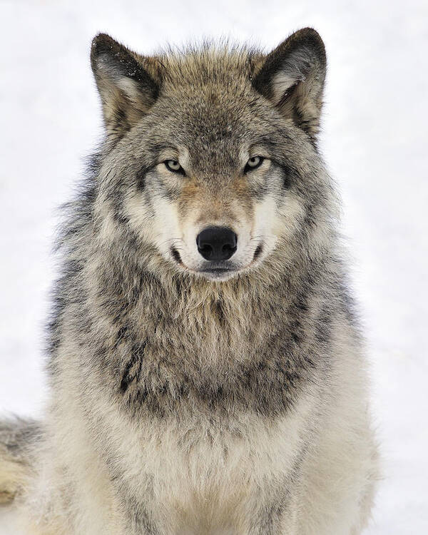 Wolf Poster featuring the photograph Timber Wolf Portrait by Tony Beck