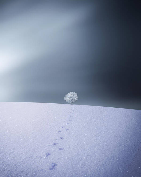 Landscape Poster featuring the photograph Winter by Bess Hamiti