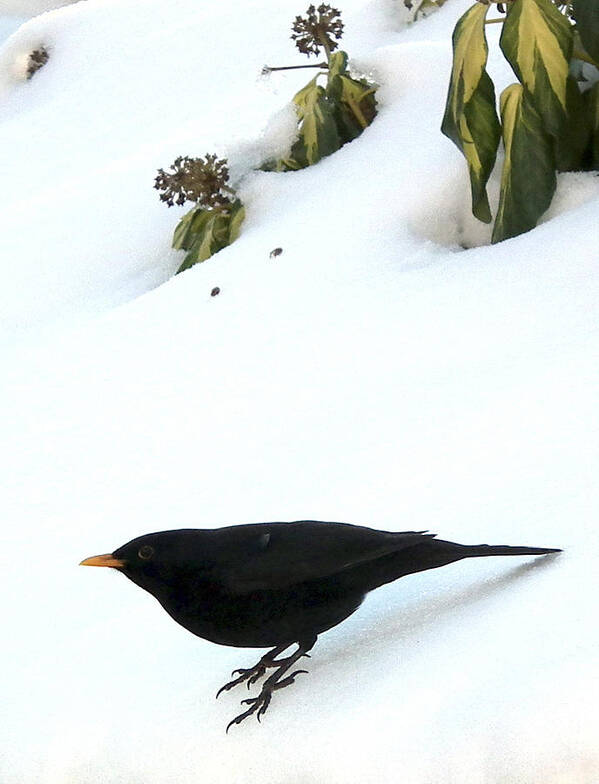 Blackbird In Winter Garden Poster featuring the painting Blackbird in winter garden by Alan Kenny
