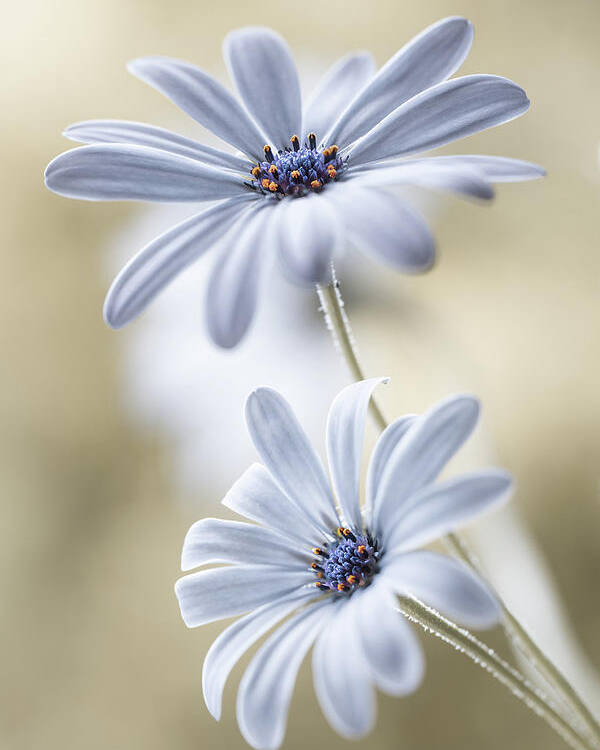 Flowers Poster featuring the photograph Cape Daisies by Mandy Disher