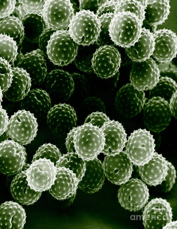 Allergen Poster featuring the photograph Ragweed Pollen Sem by David M. Phillips / The Population Council