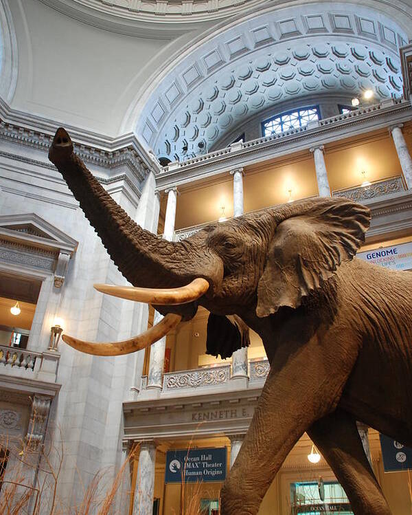 Bull Elephant Poster featuring the photograph Bull Elephant in Natural History Rotunda by Kenny Glover