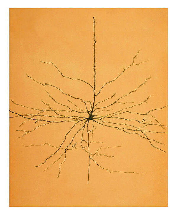 Pyramidal Cell Poster featuring the photograph Pyramidal Cell In Cerebral Cortex, Cajal by Science Source