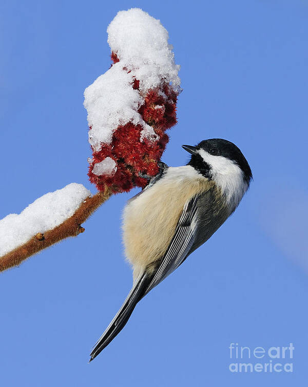 Black-capped Chickadee Poster featuring the photograph Chickadee Love... by Nina Stavlund