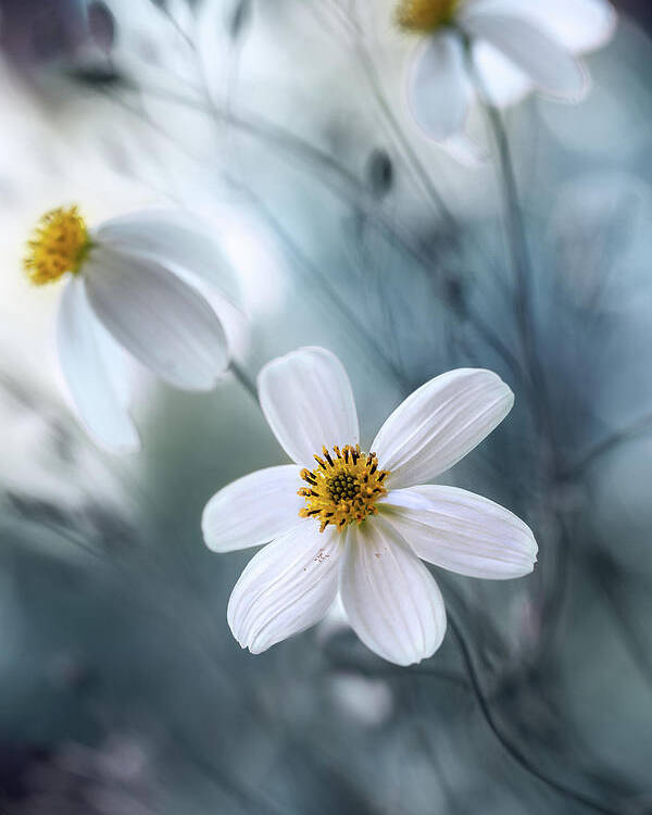 Macro Poster featuring the photograph Cosmos by Mandy Disher