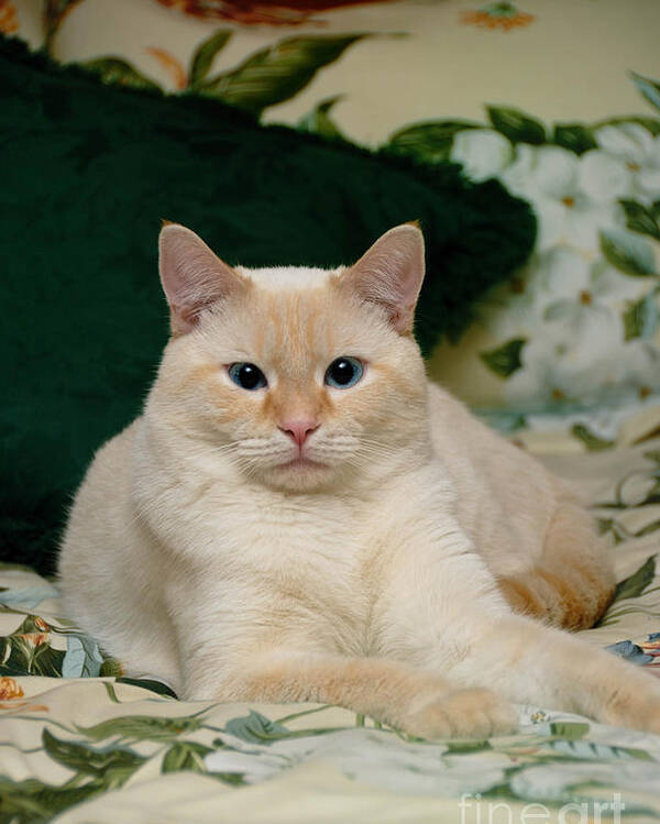 Point siamese flame Flame Point