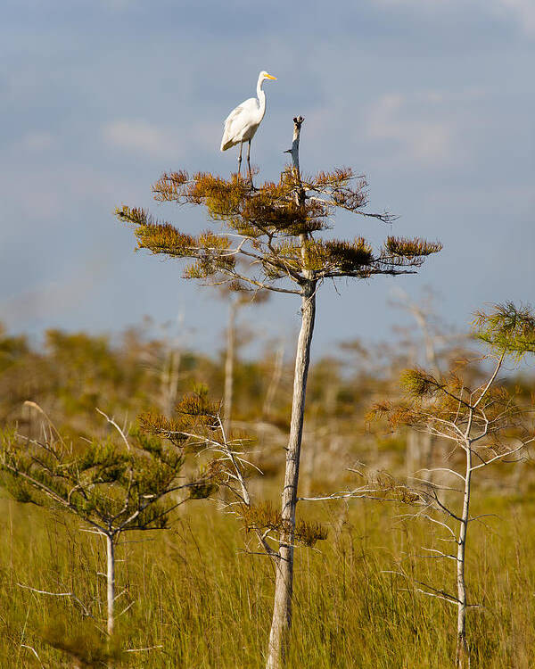 Egret Poster featuring the photograph Great White Egret by Raul Rodriguez