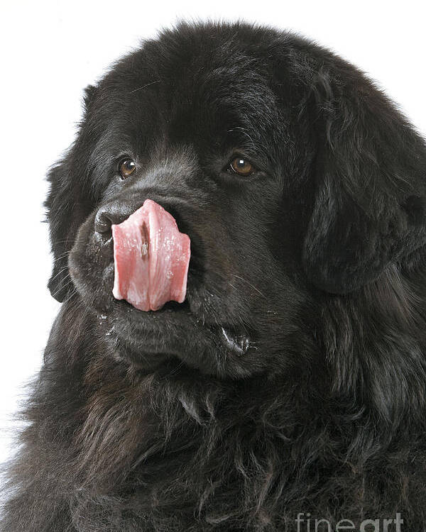 Newfoundland Poster featuring the photograph Newfoundland Dog by Jean-Michel Labat