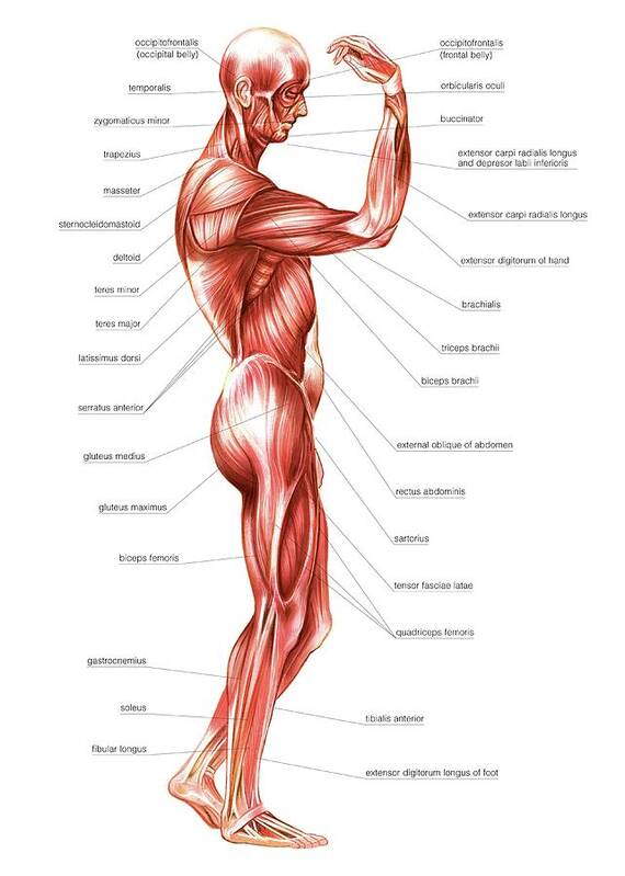 Of Muscular System Poster by Asklepios Medical Atlas - Pixels
