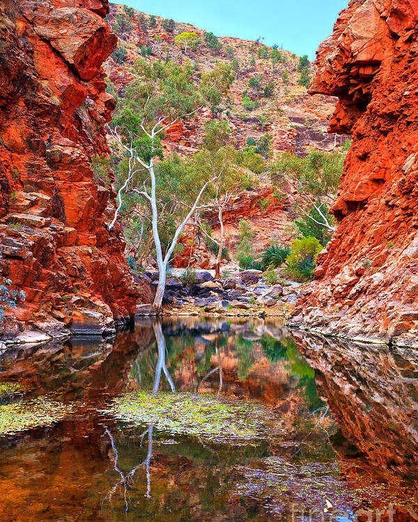 Serpentine Gorge Central Australia Northern Territory Outback Landscape Australian Gum Tree Water Hole Poster featuring the photograph Serpentine Gorge Central Australia by Bill Robinson
