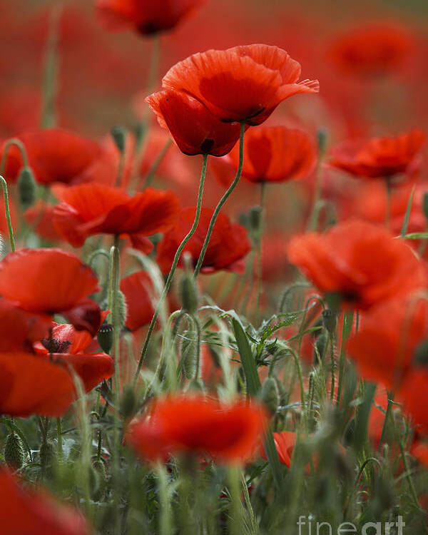 Poppy Poster featuring the photograph Red by Nailia Schwarz