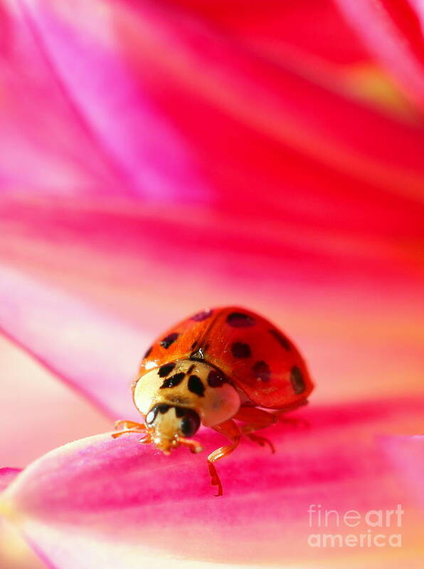 Red Poster featuring the photograph Asian Lady Beetle 2 by Amanda Mohler
