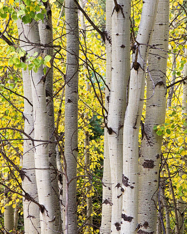 Aspen Poster featuring the photograph Aspen Trees in Autumn Color Portrait View by James BO Insogna