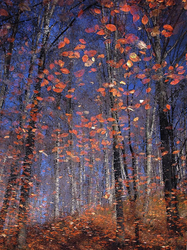 Landscape Poster featuring the photograph Autumn Leaves by Florentin Vinogradof