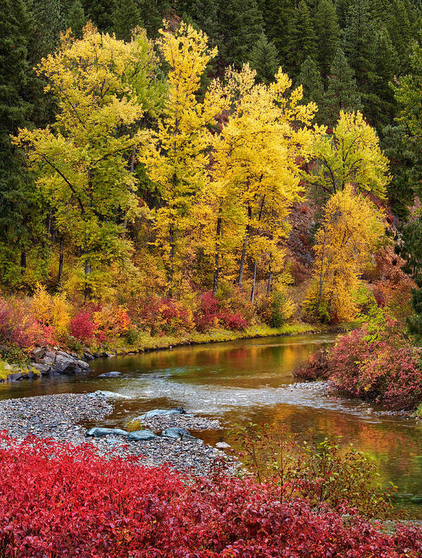 Montana Poster featuring the photograph Autumn River by Mary Jo Allen