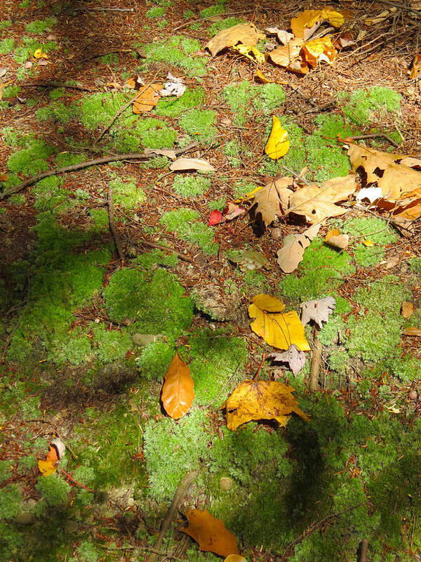 Autumn Poster featuring the photograph Autumn's Carpet by Azthet Photography