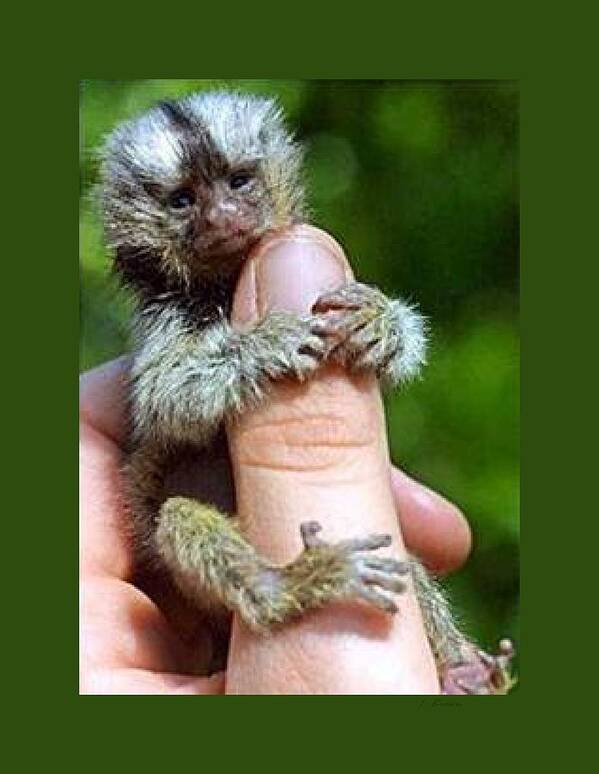 finger monkey